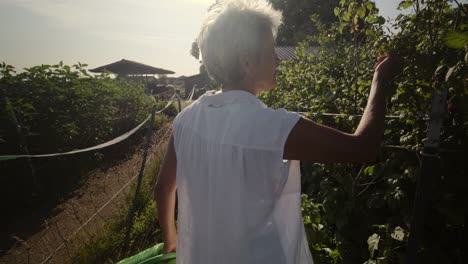 Embark-on-a-delightful-journey-as-an-elderly-woman-strolls-through-her-garden,-savoring-fresh-berries-from-a-tree