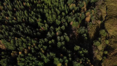 a forest from above; aerial