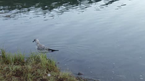 White-seagull-is-walking-in-the-water-and-looking-for-prey-in-Two-Jack-lake-in-Alberta,-Canada