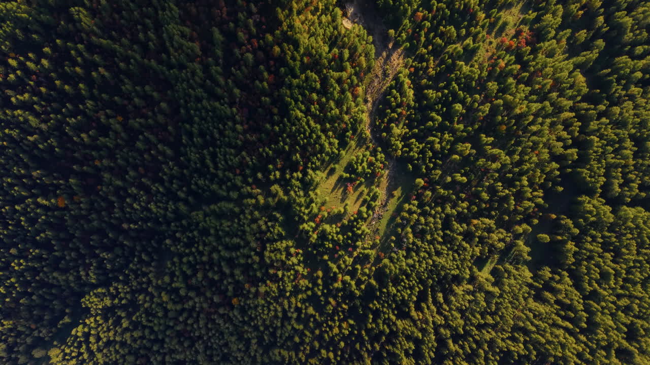 Top View Of Coniferous Forests During Autumn Within The Italian Alps. Aerial Shot