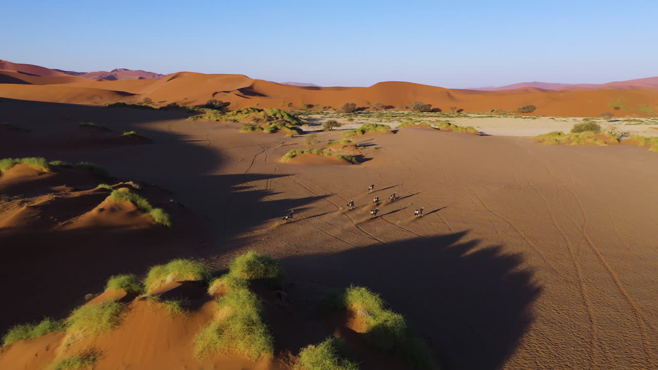 drone filmado siguiendo a gemsbok corriendo a través de un paisaje desértico iluminado por el sol en namibia