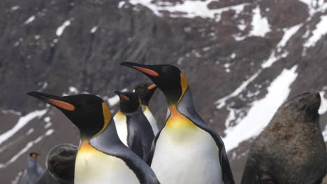 King-Penguins-and-Fur-Seals-in-Landscape-on-Antarctica,-Close-Up