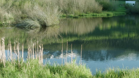 Malerische-Landschaft-Des-Teichsees-Mit-Grünem-Gras-Und-Rohrkolben-Mit-Ruhigem-Wasser-In-Den-Colorado-bergen