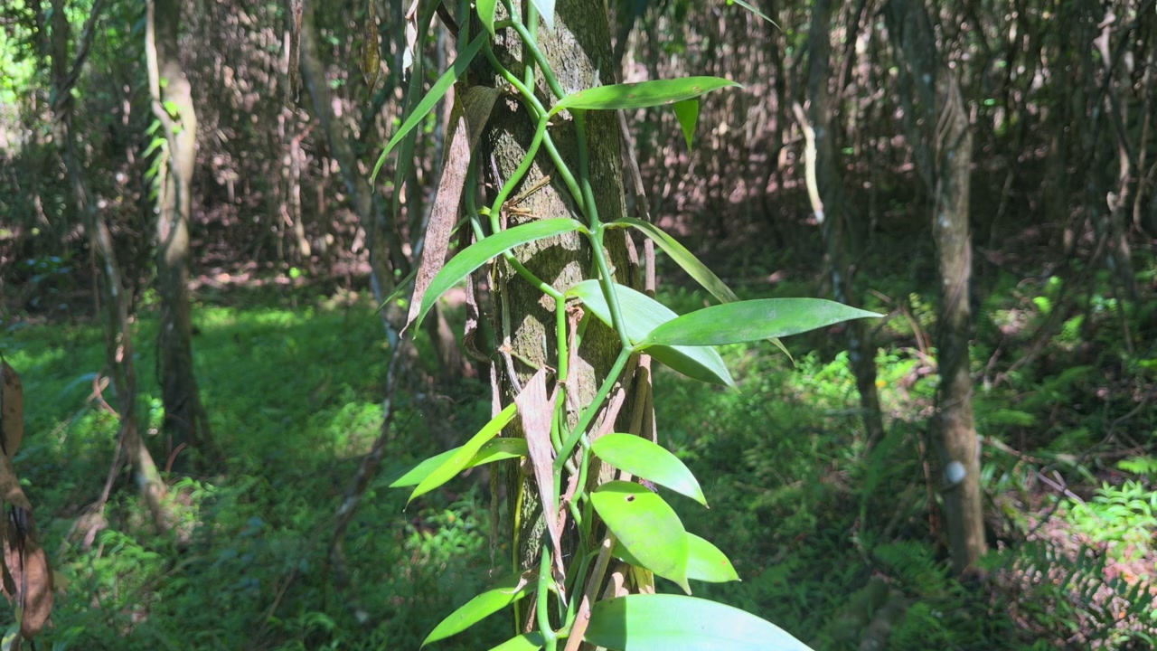Vanilla vines growing on trees inside the forest, Mahe, Seychelles 25fps