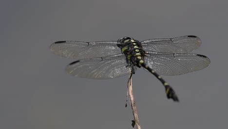 The-Common-Flangetail-dragonfly-is-commonly-seen-in-Thailand-and-Asia