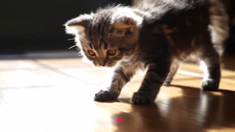 a curious kitten exploring its environment, capturing the playful moments of discovery and adventure in a sunlit room with playful paw movements