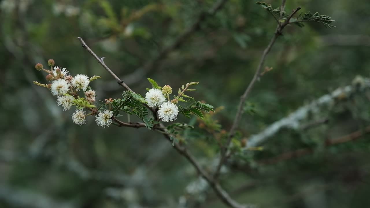 vista del árbol con una flor blanca y fruta, flores florecientes en una ramita, de cerca, estática