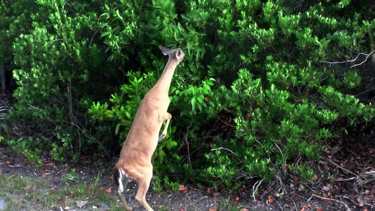 사슴은 키 큰 덤불에서 먹기 위해 뒷다리로 일어선다