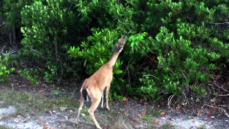 a deer gets on its hind legs to eat from a tall bush