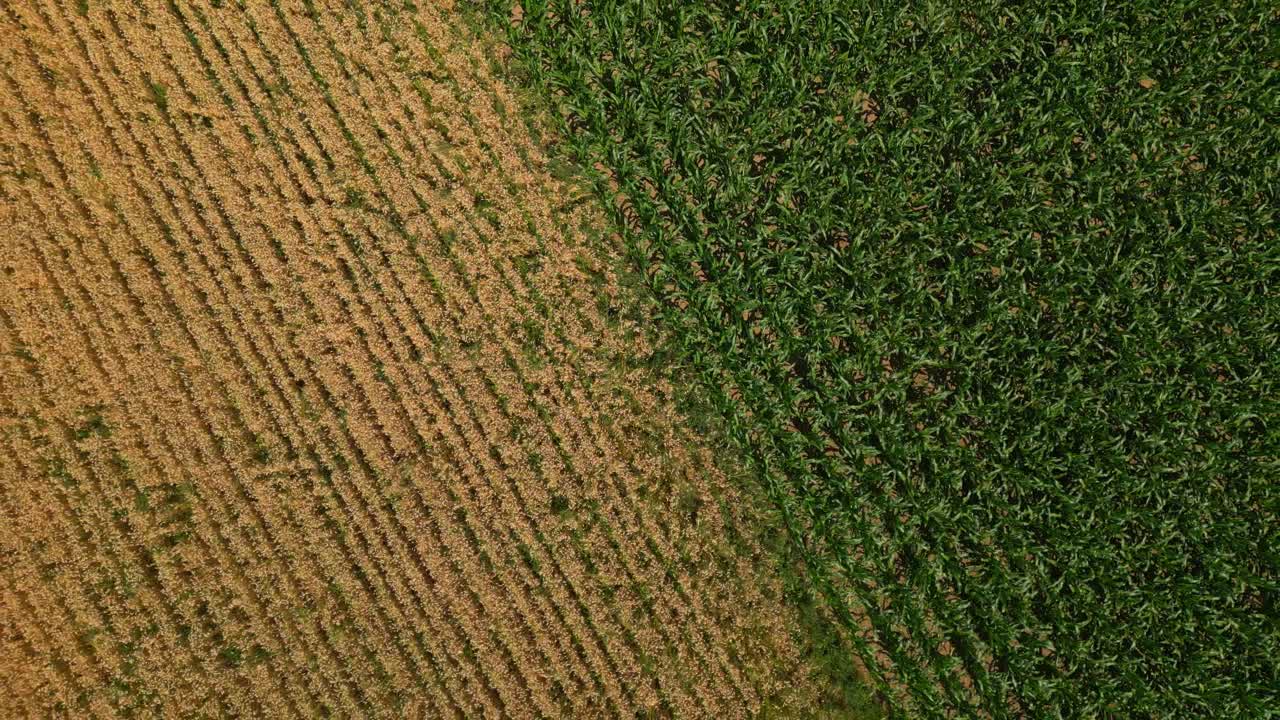 Aerial View of Contrasting Agricultural Fields