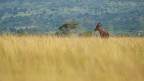 topi standing alone in wide open plains of africa nature wilderness, african wildlife in maasai mara national reserve, kenya, africa safari animals in masai mara north conservancy