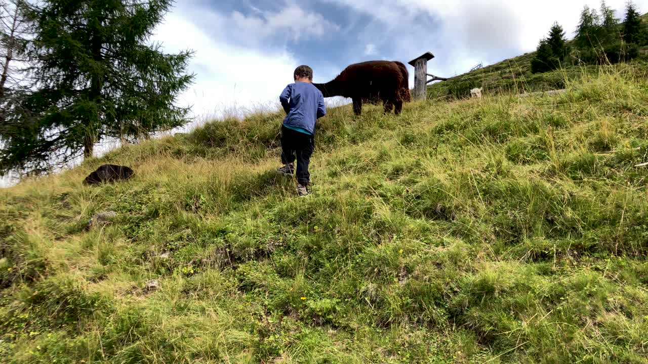 귀여운 어린 소년이 다가와 산 꼭대기에 있는 염소를 쓰다듬어 주려고 합니다