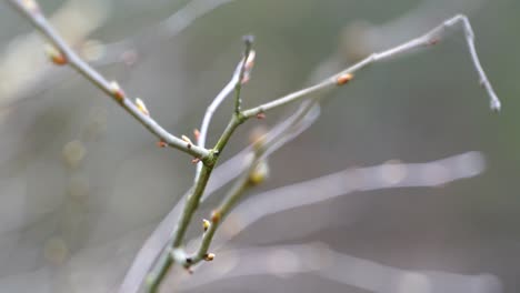 Hand-held-close-up-of-a-branch-in-spring-that-has-formed-its-first-small-buds