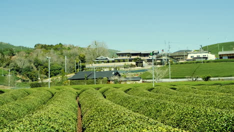 green tea field farm in uji, japan.
