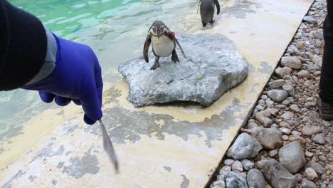 feeding a penguin with fish from a bucket next to a pool in a zoo with penguins