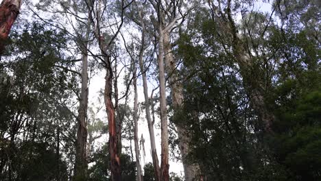 árboles altos en un entorno de selva tropical exuberante