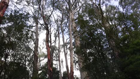 tall trees in a lush rainforest setting