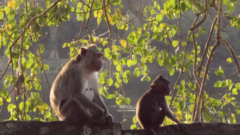 Monkey,-macaques