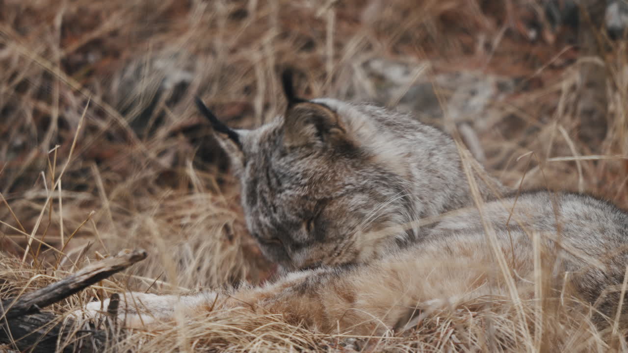 el lince canadiense descansando en la hierba lamiendo el abrigo peludo en yukon, canadá