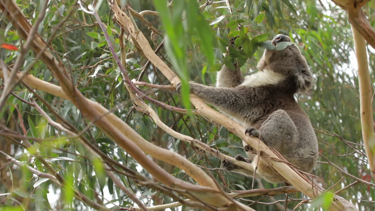 Koala eating leaves in a gum tree 2