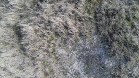 Strandhafer-In-Sanddünen-In-Der-Nähe-Der-Belgischen-Küste-Im-Sommer