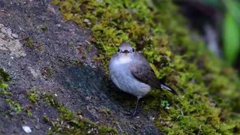 taiga flycatcher, female,