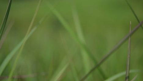 Una-Hierba-Perenne-Originaria-De-Asia-Tropical-Y-Subtropical-Y-También-Introducida-En-Varios-Países