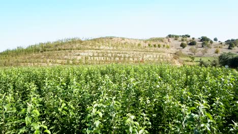 disparando al vivero de árboles con drones