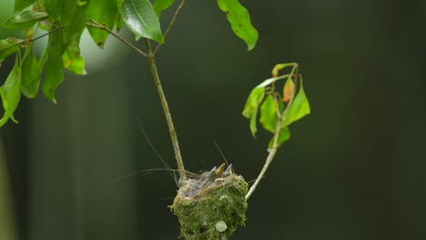 three-cute-Black-naped-monarch-chicks-and-their-mother-nestled-among-tree-branches