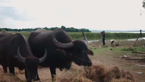 farmer photographing water buffaloes by the lake