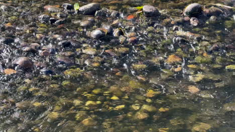 The-flowing-water-of-the-river-Arrow-passing-over-rocks-and-stones,-Warwickshire,-England