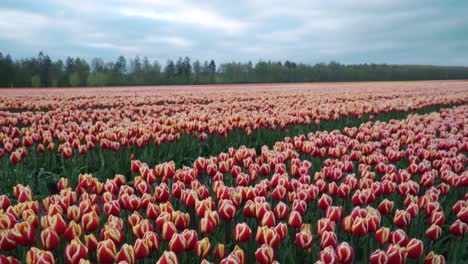 large field filled with planted tulips flower , netherlands