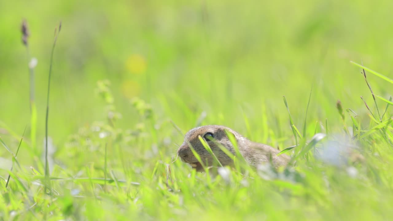 la ardilla de tierra caucásica de montaña o ardilla de tierra de elbrus (spermophilus musicus) es un roedor del género de las ardillas de tierra.