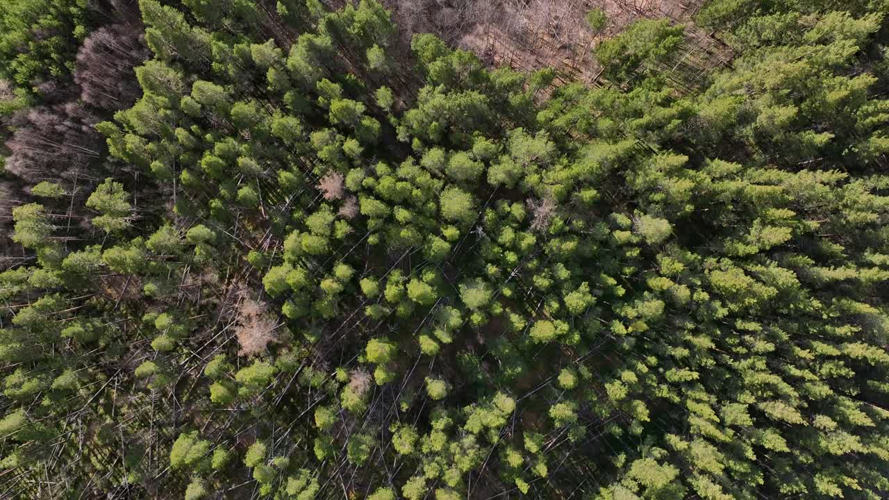 vista a vista de pájaro de un paisaje forestal en noruega