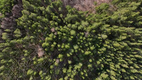 Vogelperspektive-Einer-Waldlandschaft-In-Norwegen