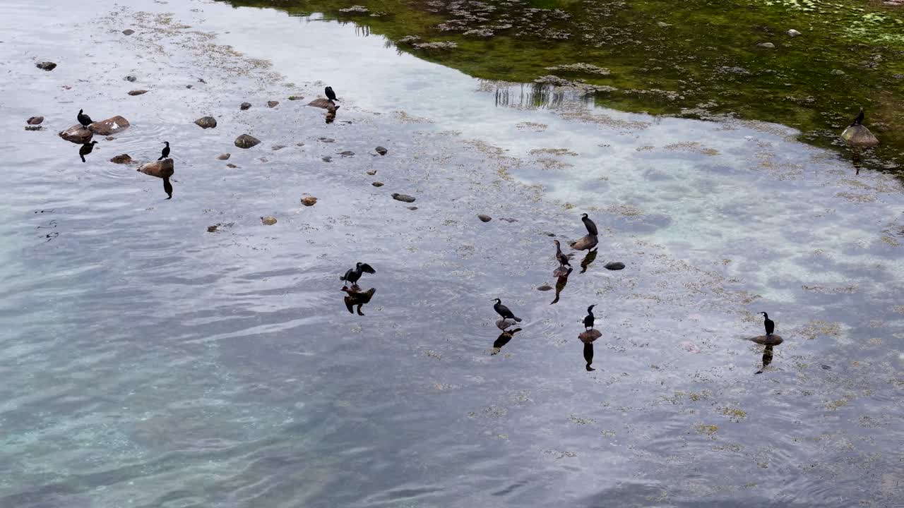 Aerial drone video of a flock of birds flying low over shallow coastal water near a grassy shoreline
