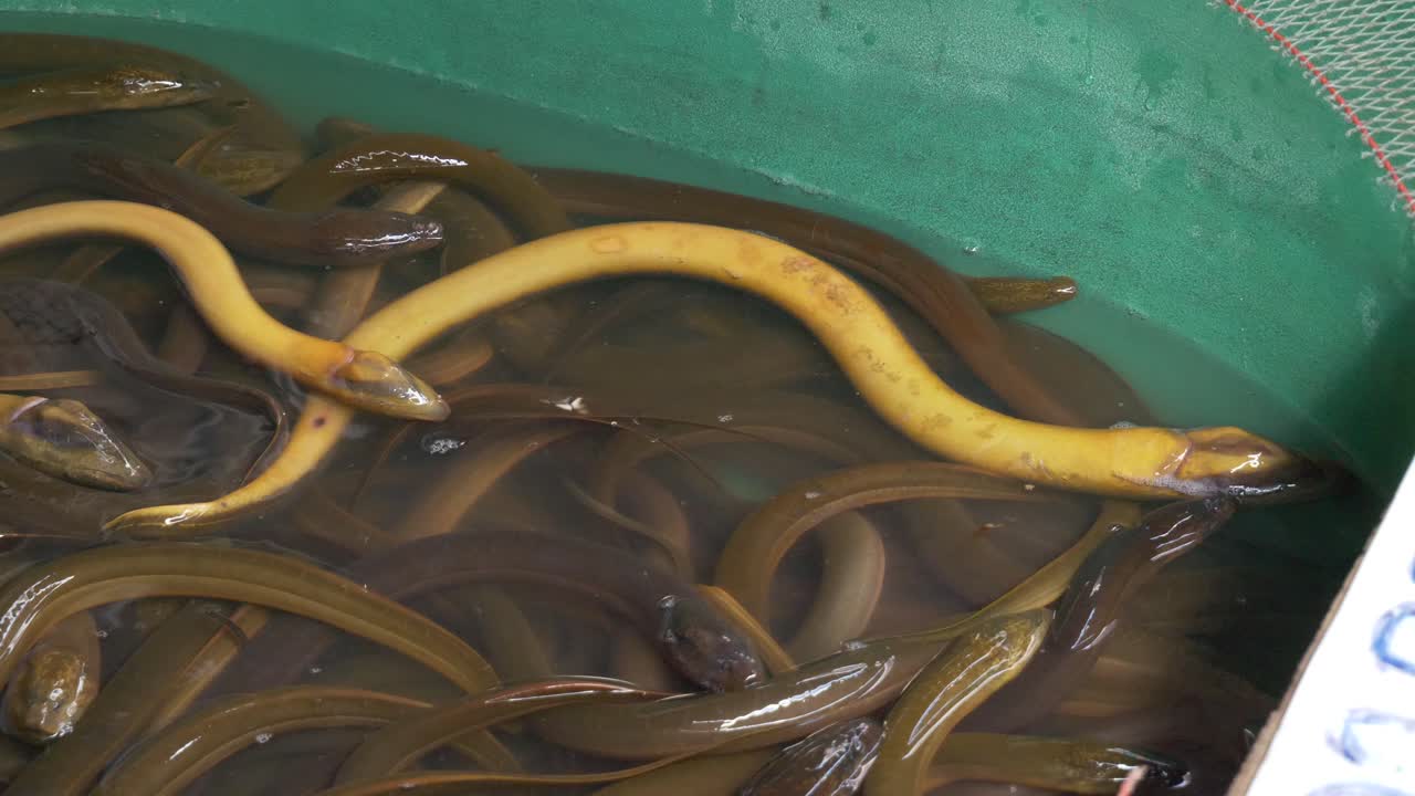 live Asian yellow swamp eel in water bucket at asian thailand fish market street for sale