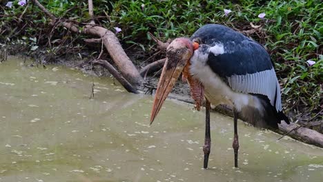 Greater-Adjutant,-Leptoptilos-dubius,-Buriram,-Thailand