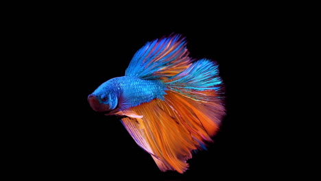 Vibrant-Siamese-fighting-fish-Betta-splendens,-also-known-as-Thai-Fighting-Fish-or-betta,-a-popular-aquarium-fish-in-super-slow-motion-on-isolated-black-background