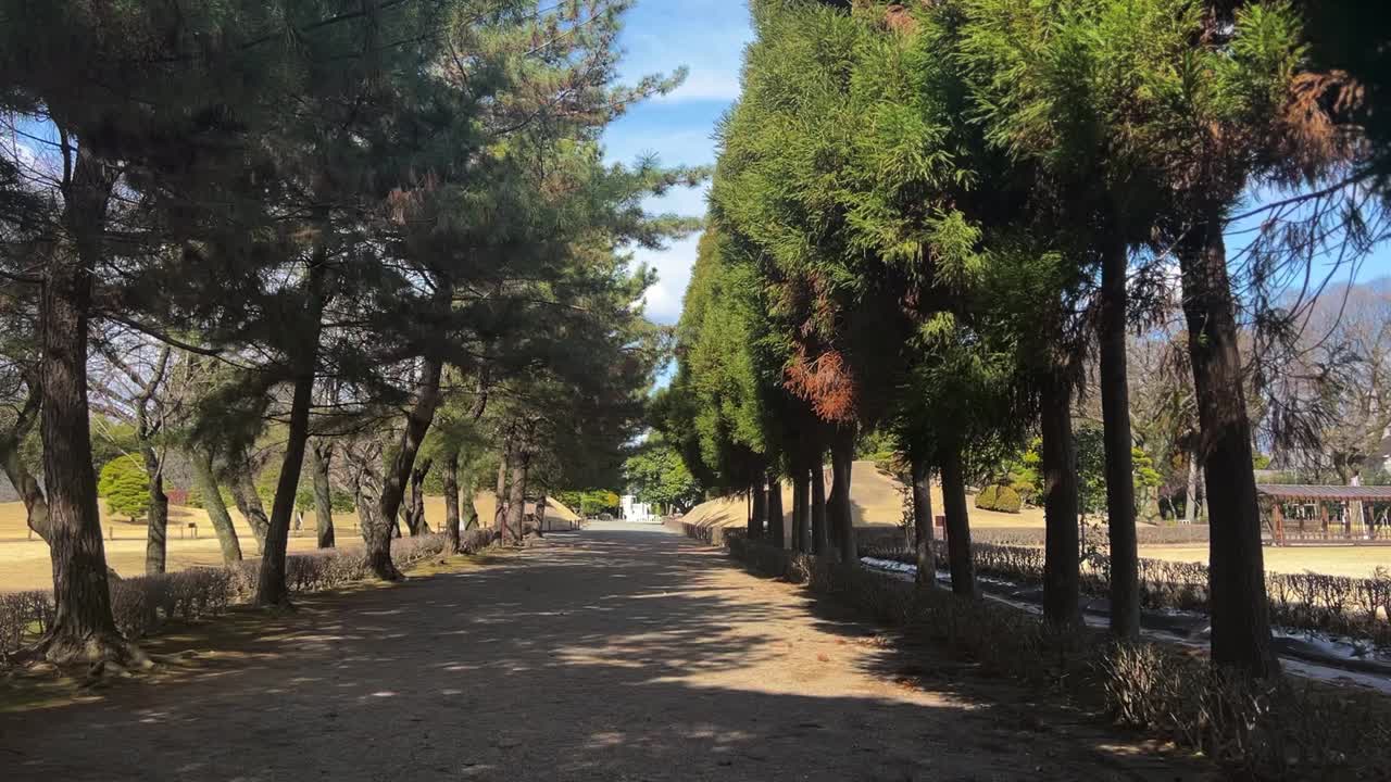 Árboles meciéndose en un parque tranquilo y vacío