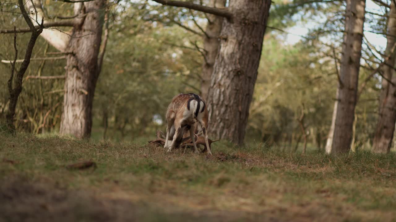 Due cervi che combattono in una foresta