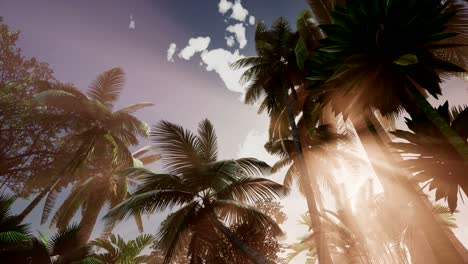 sunset beams through palm trees