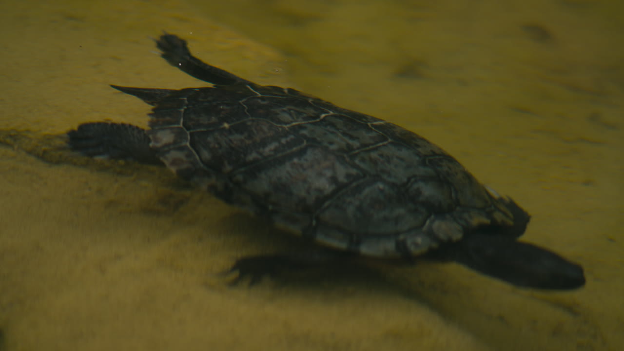 Freshwater turtle gliding just above the sandy pond bottom, captured underwater with soft golden tones and calm natural light