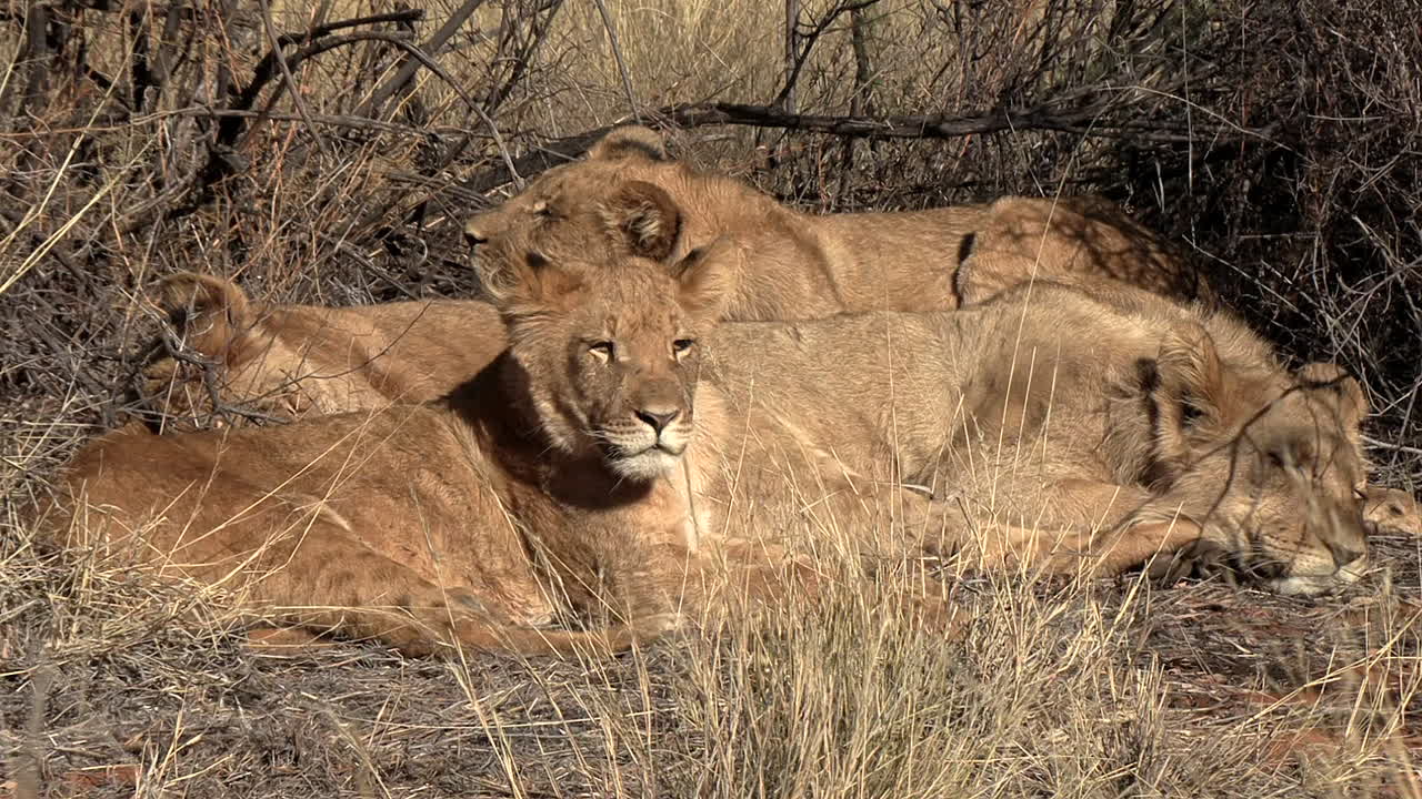 Jovens filhotes de leão descansando sob os arbustos da savana africana