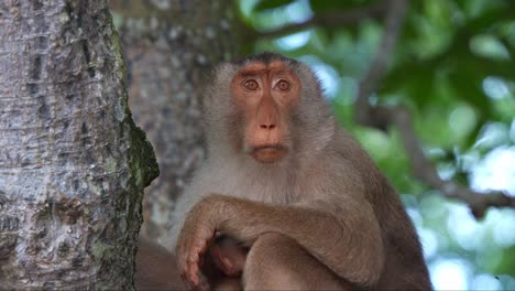 close up shot of a mother southern pig-tailed macaque perched on tree branch, breastfeeding her baby, curiously wondering around the surroundings