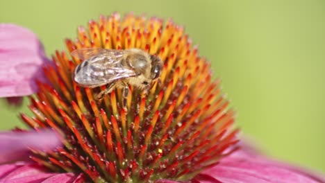 a close-up macro shot of a honey bee collecting pollen from an orange coneflower