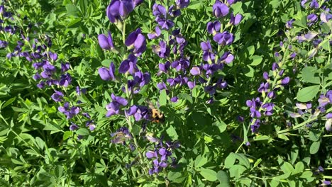 bumblebee on baptisia wild indigo