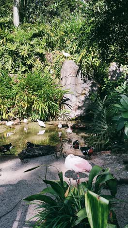 birds and plants in a tropical park