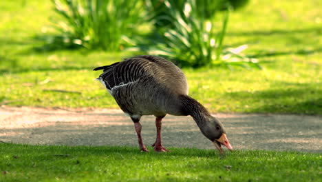 duck eating grass in the park