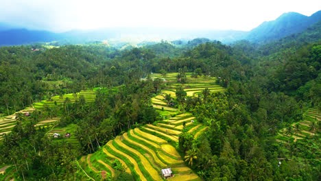 stepped terrace fields and village in tropical palm jungle, lemukih